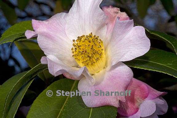 camellia pitardii var yunnanica 2 graphic